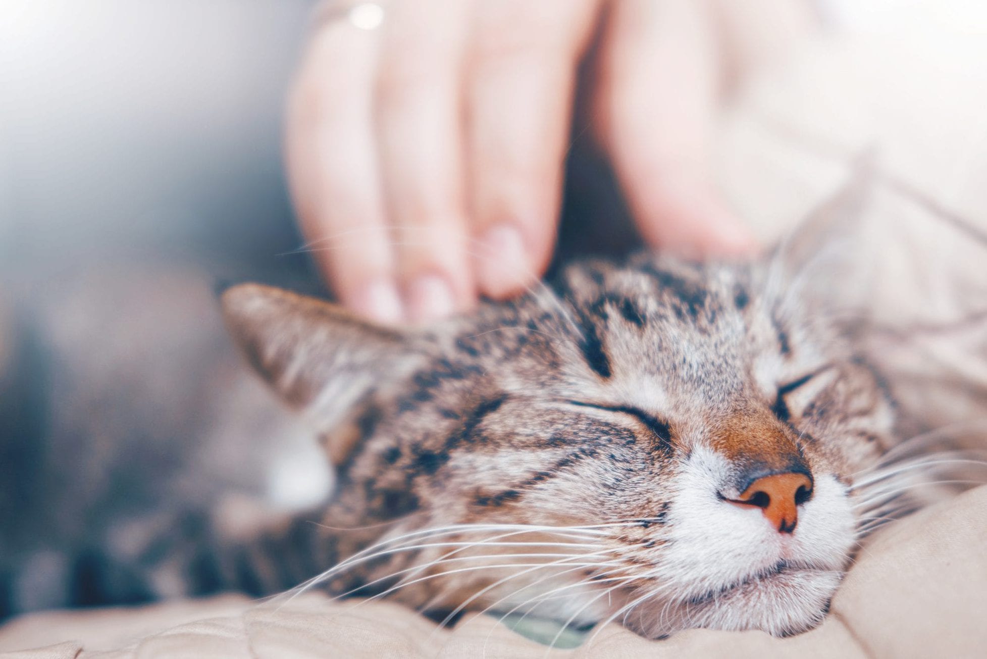© Adobe Stock